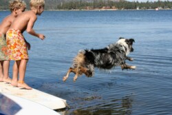 Inspiration Point: Dog jumping off the dock Inspiration Point: Dog jumping off the dock