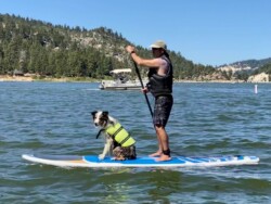 Inspiration Point: Paddleboard with dog Inspiration Point: Paddleboard with dog