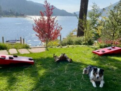 Inspiration Point: Dogs on the lawn Inspiration Point: Dogs on the lawn