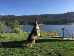Inspiration Point: Grass area with Skye Inspiration Point: Grass area with Skye